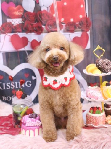 20250212マロンくん